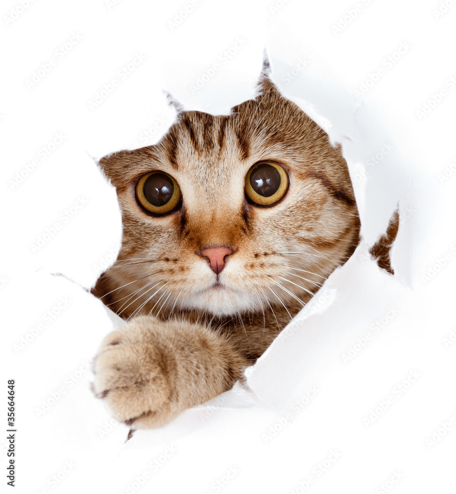 Funny cat licking own lips in paper hole